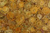 Composite Plate Of Agatized Ammonite Fossils #130571-1